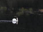 SX10574 White Mute Swan (Cygnus Olor) in Talybont Reservoir.jpg